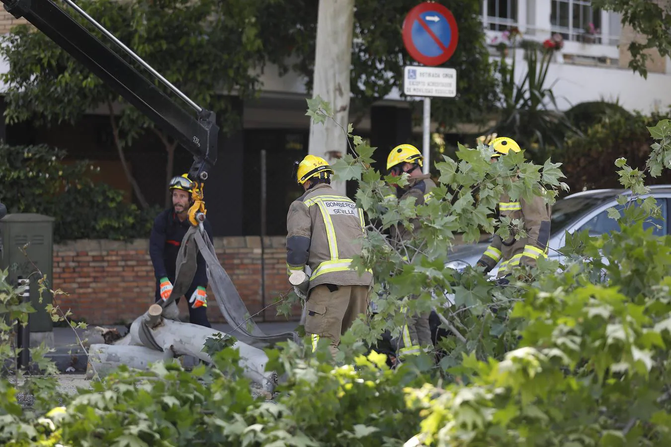 Se desploma un árbol sobre coches y mobiliario urbano en la avenida de la Cruz del Campo de Sevilla